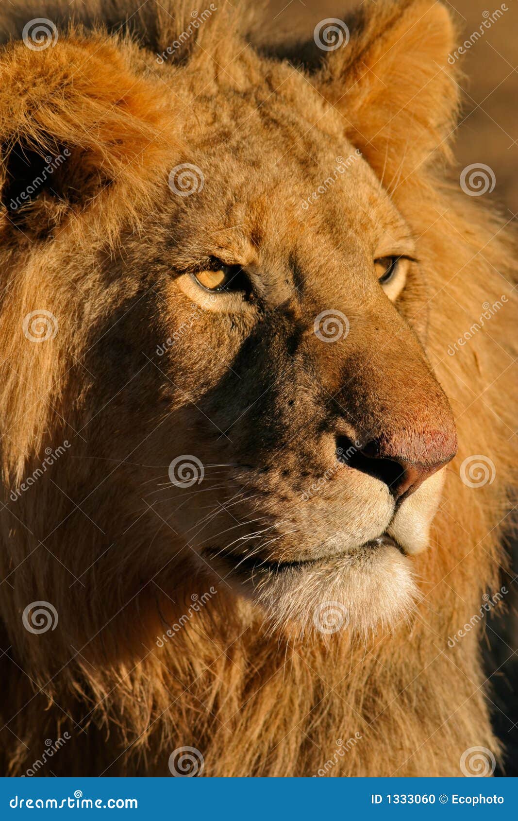 Retrato de un león masculino grande (Panthera leo), Kalahari, Suráfrica