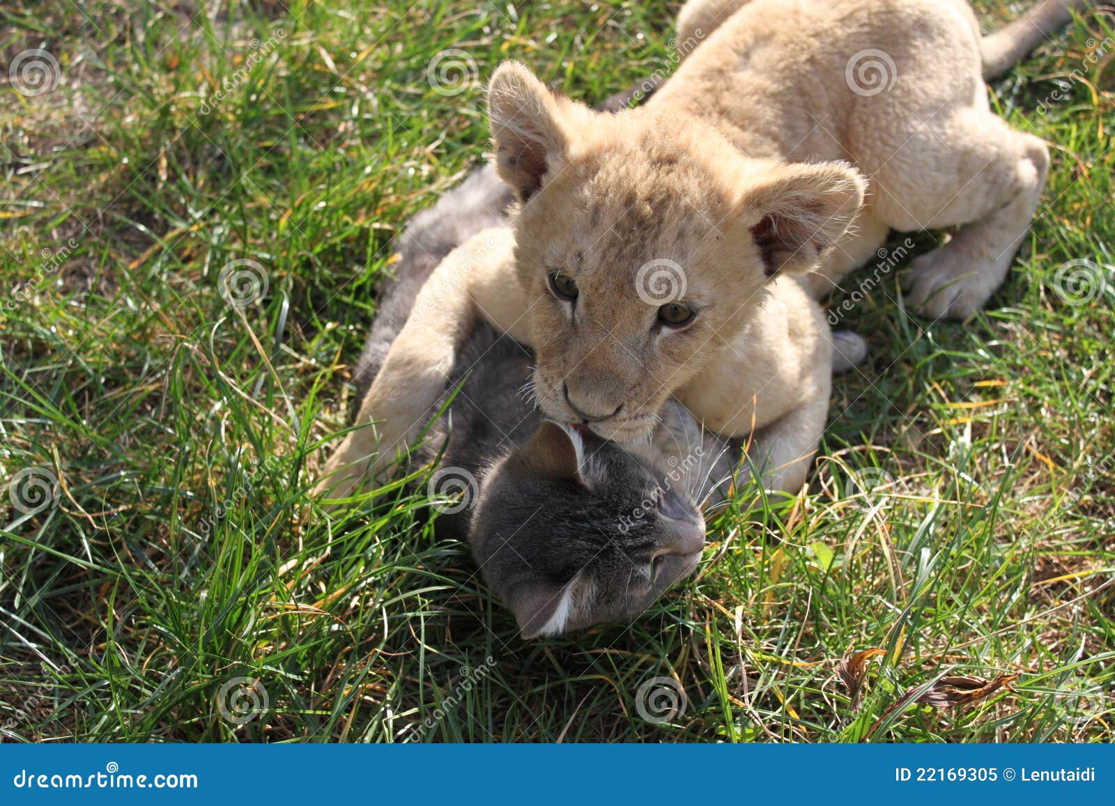 León y gato. Lionet y gato que juegan jugar en hierba
