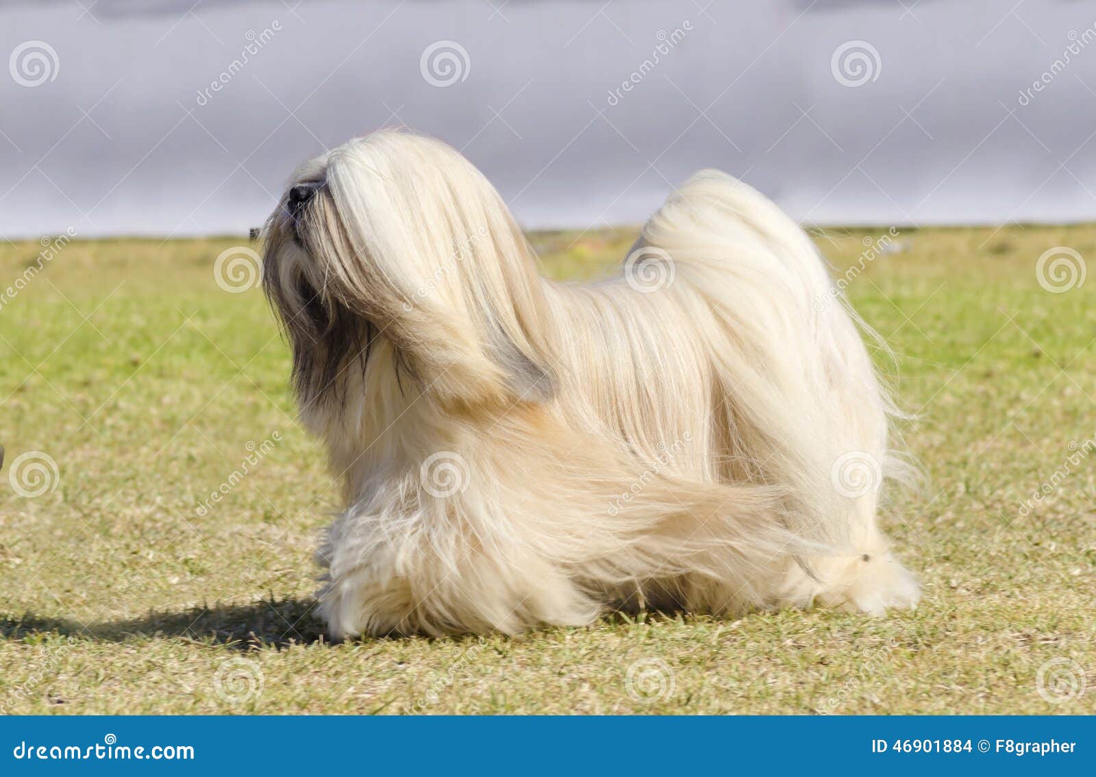 Un petit jeune chien léger bronzage, de faon, de beige, gris et blanc de Lhasa Apso avec un long manteau soyeux fonctionnant sur l'herbe Le chien aux cheveux longs et barbu de Lasa a le long manteau droit lourd et est un chien de compagnon