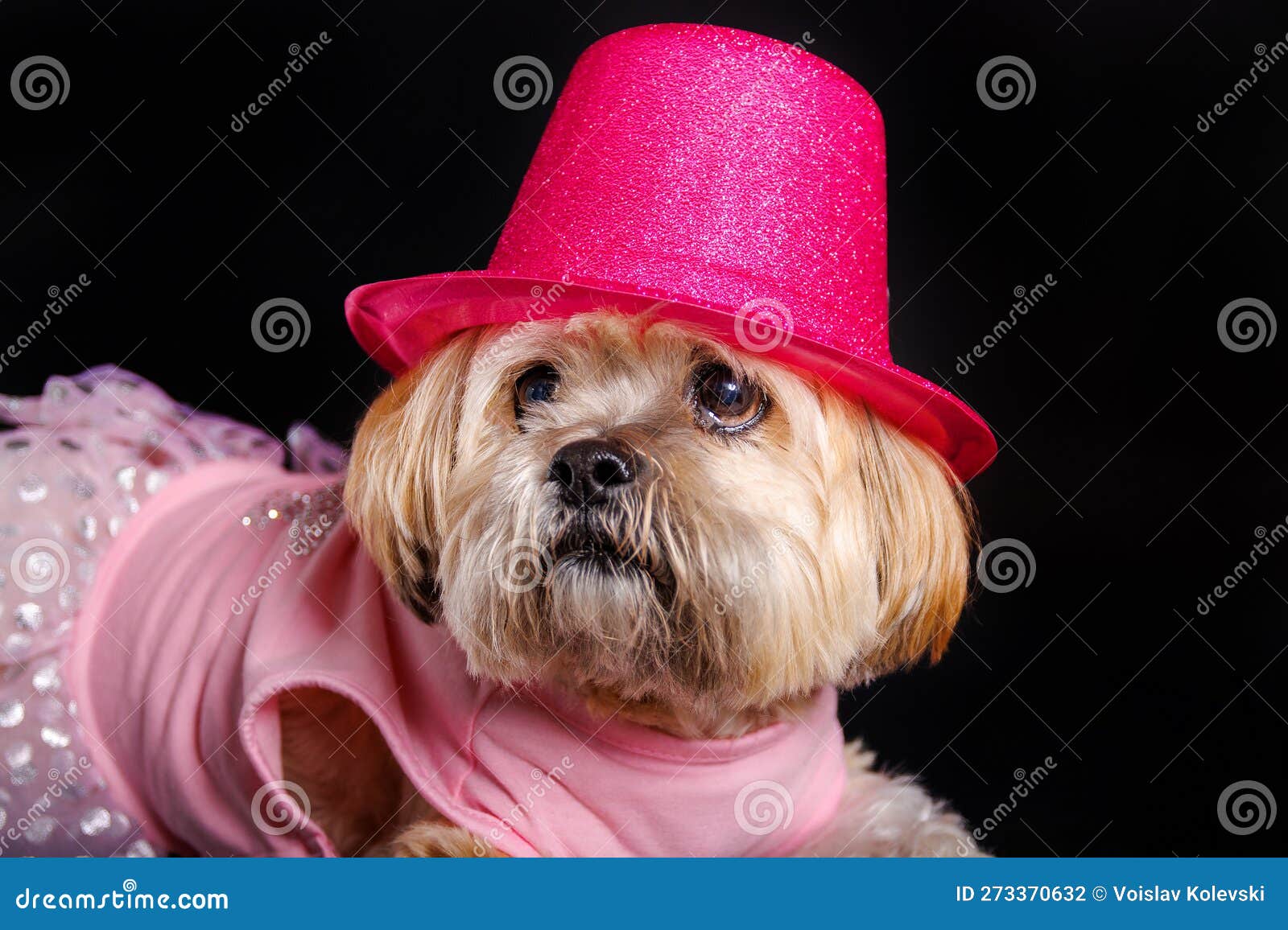 lhasa apso - amazing dog in studio photo session