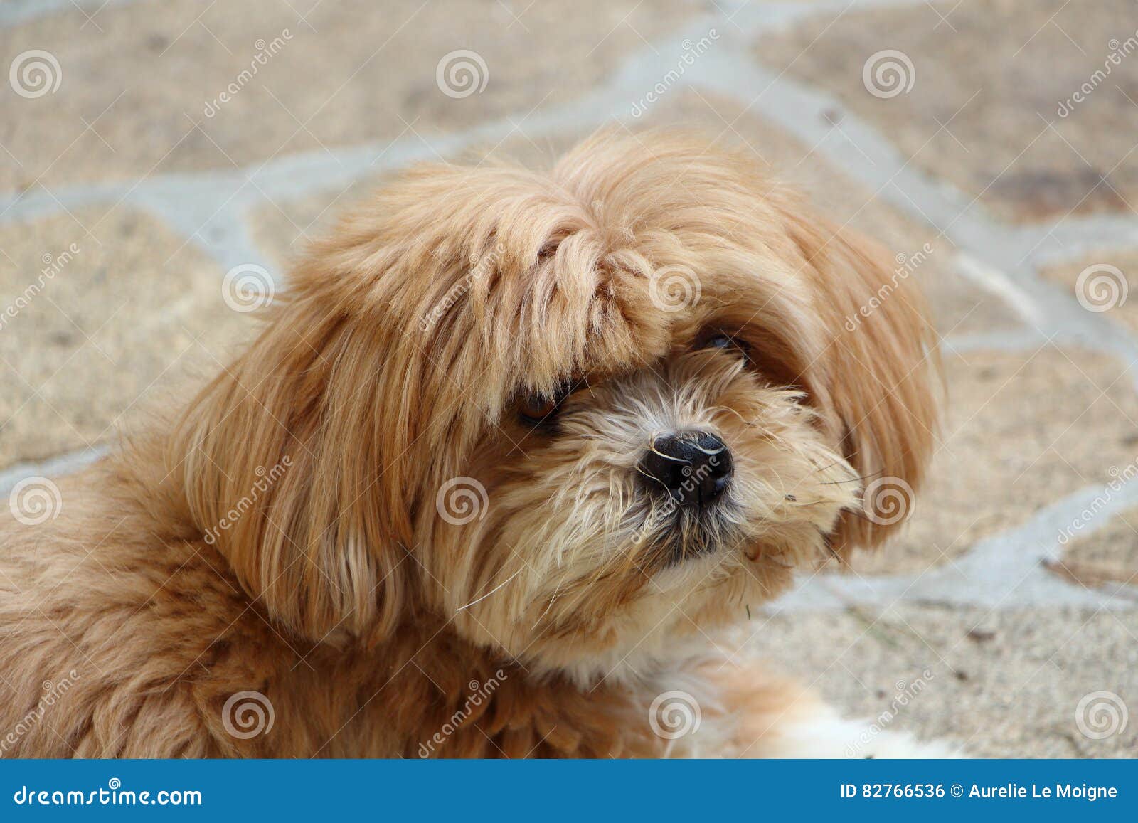 billede tab endelse Lhasa Apso dog in a garden stock photo. Image of animal - 82766536