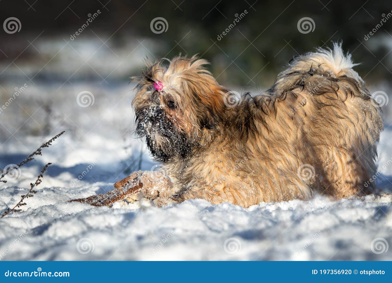 Lhasa Apso Puppy Playing Outdoors in the Snow Stock Photo Image of
