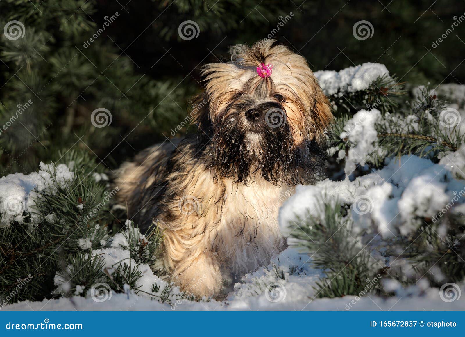 Lhasa Apso Puppy Sitting in the Snow by a Pine Tree Stock Image Image
