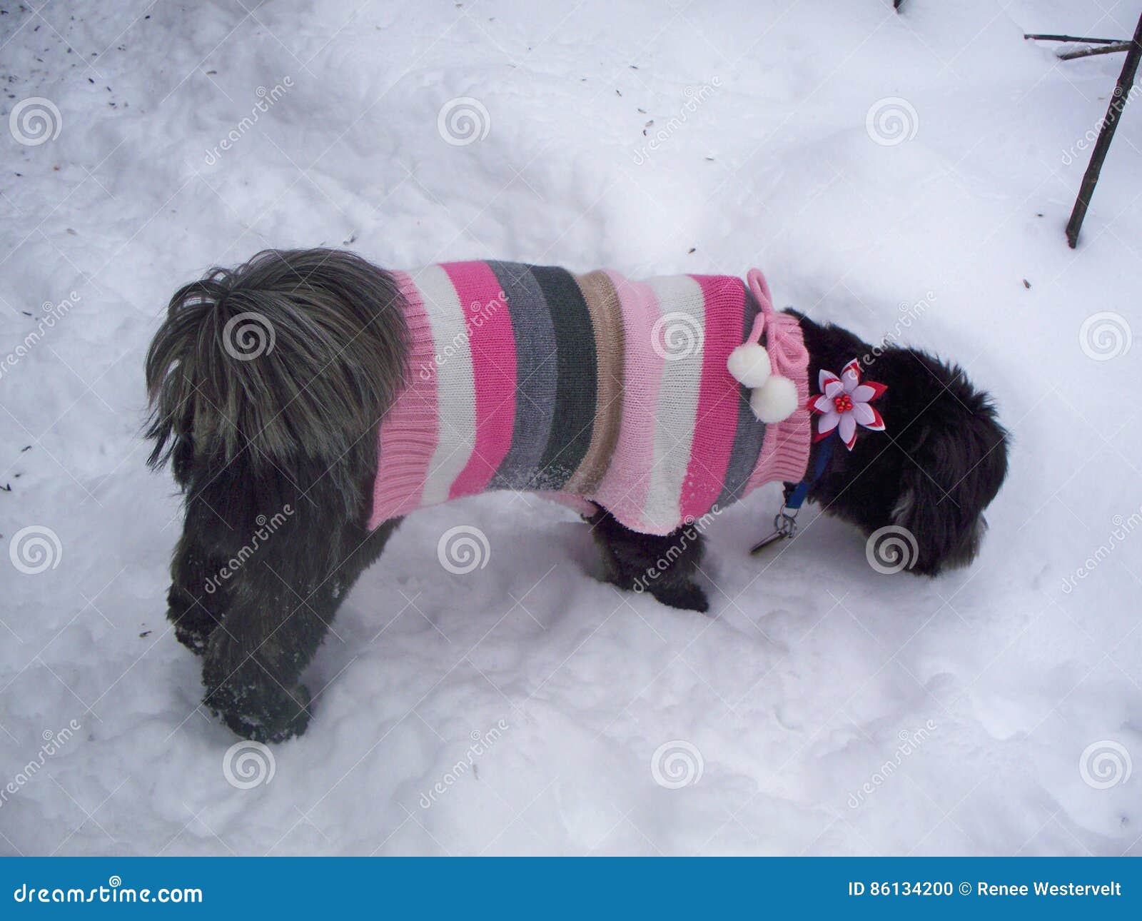 Lhasa Apso Wearing Sweater Stock Photos Free & RoyaltyFree Stock