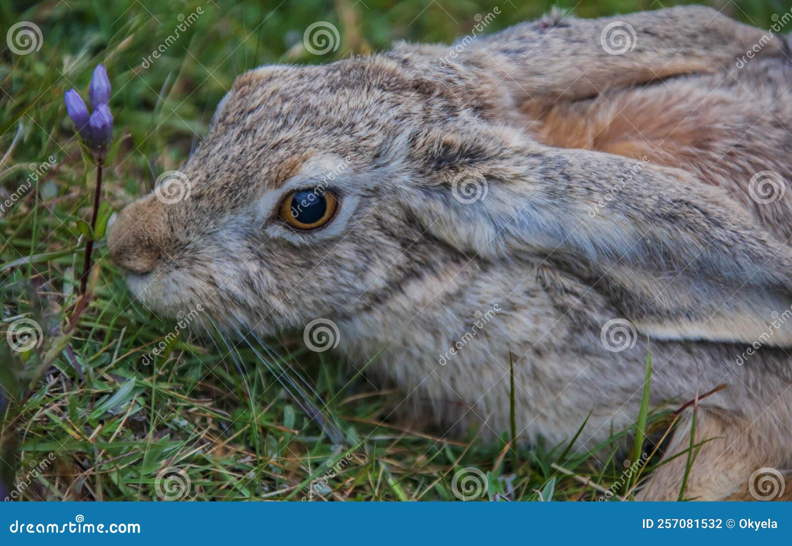 Lapin Gris Assis Sur L'herbe Verte. Grand Lièvre Gris Adulte Avec