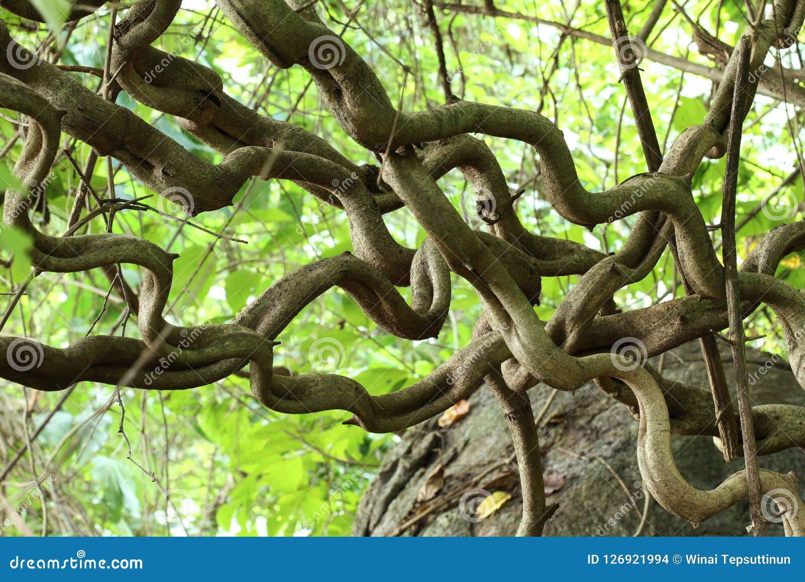 liana or jungle vines