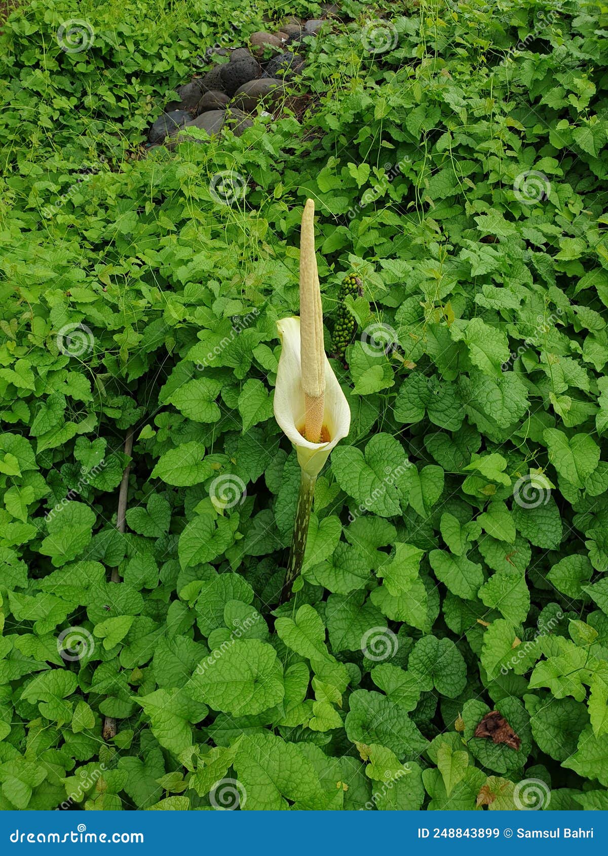 A liar flower stock image. Image of lawn, woodland, green 248843899