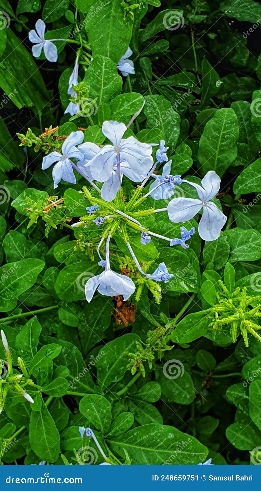 Liar Flowers Stock Photos Free & RoyaltyFree Stock Photos from