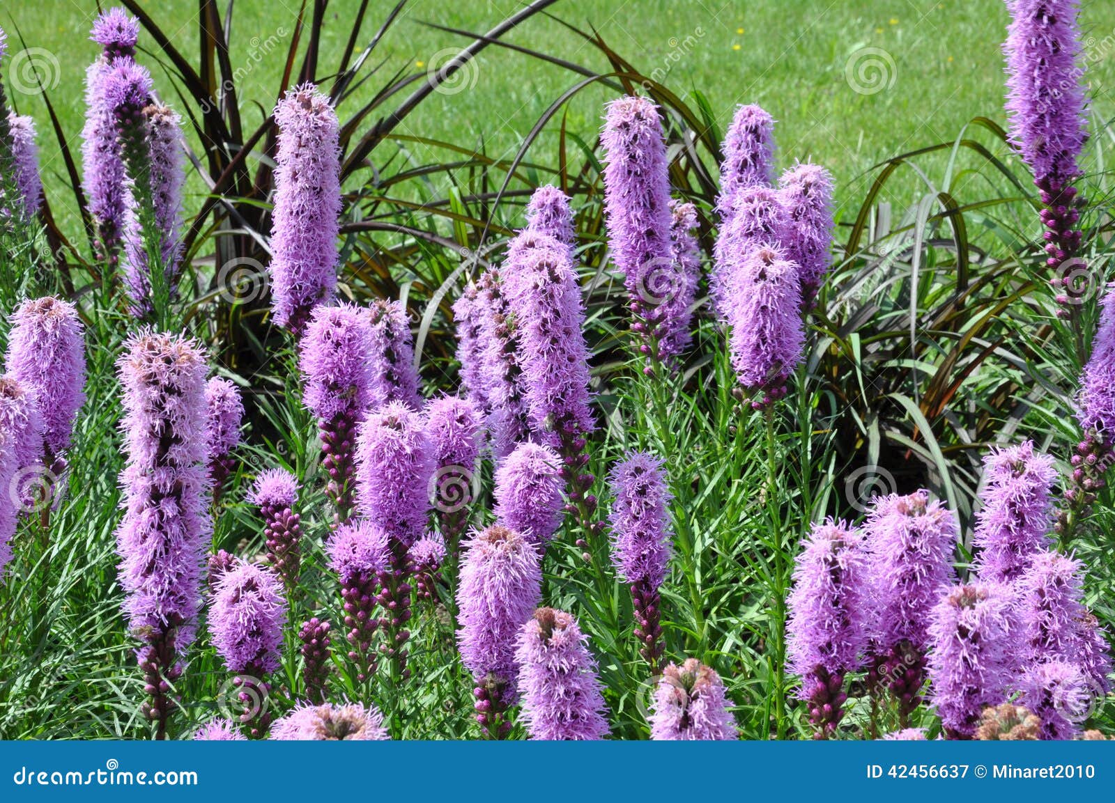 liatris spicata flowers