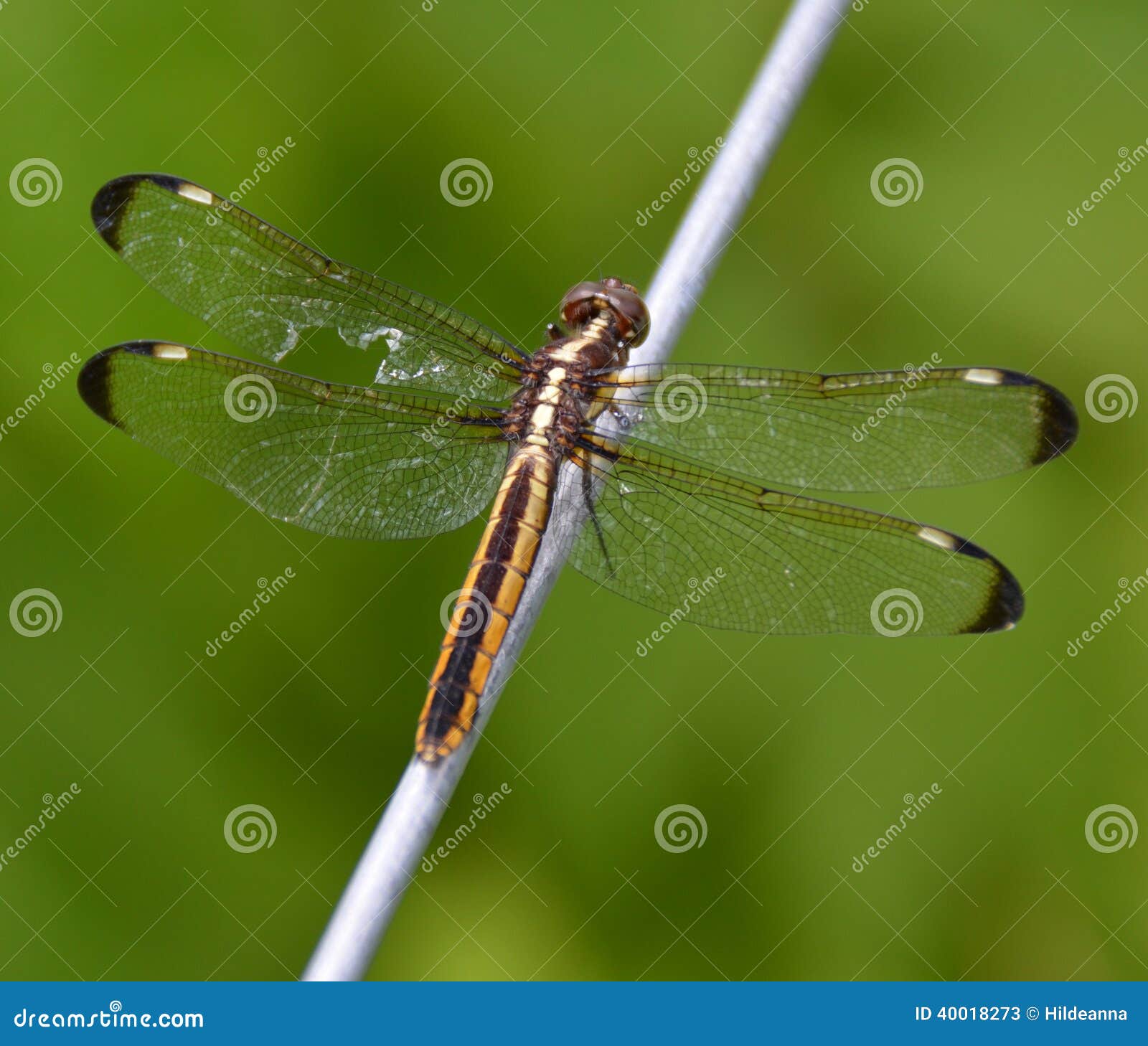 Significado De Tatuaje De Libélula | TikTok, image size:1600x1458