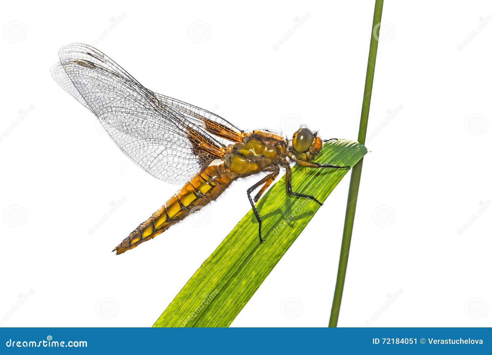 libellula depressa (female) - dragonfly (broad-bodied chaser)