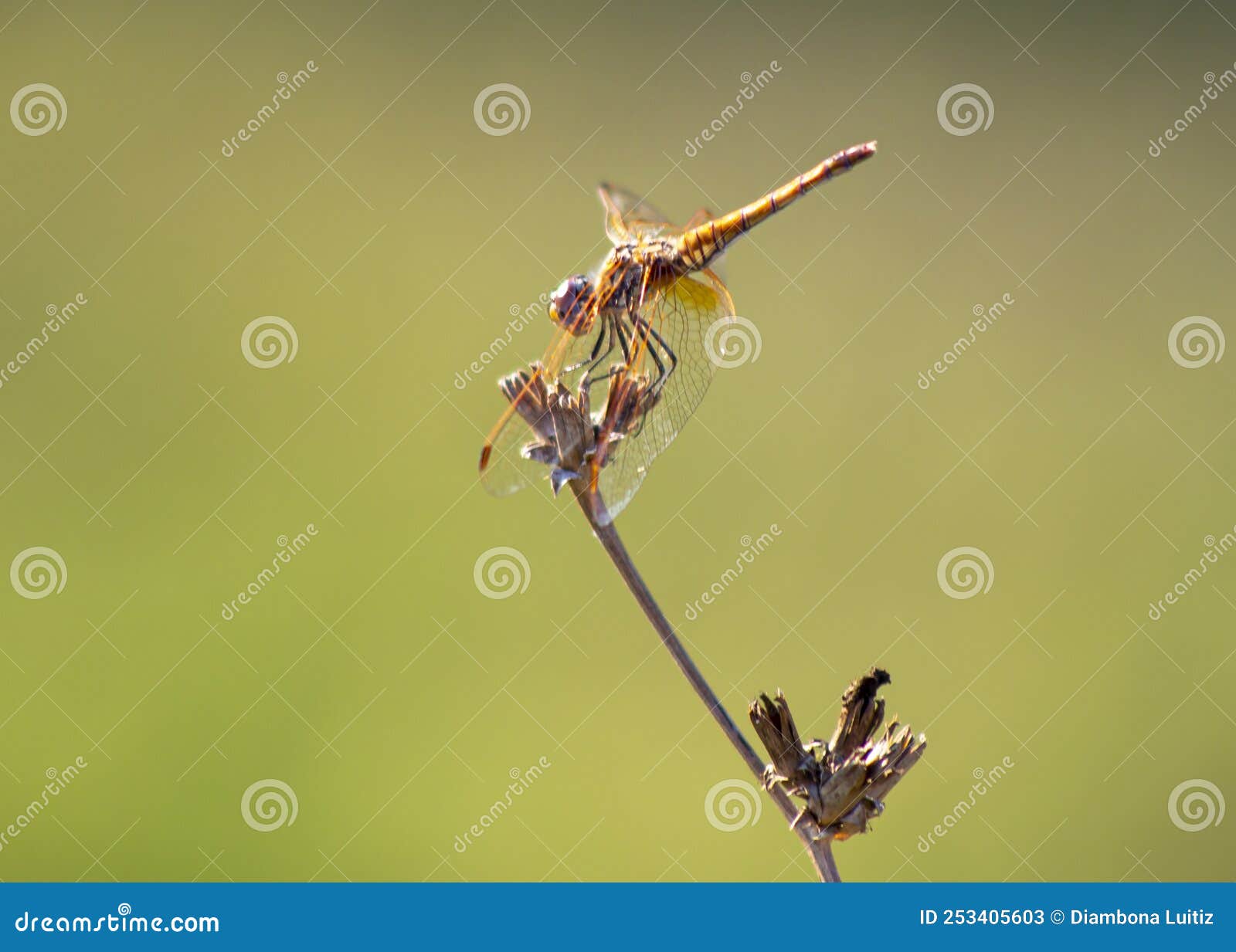 libellula dorata sopra un ramo