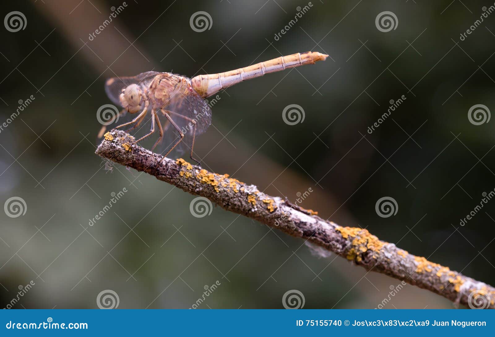 libelula balanced on dry branch