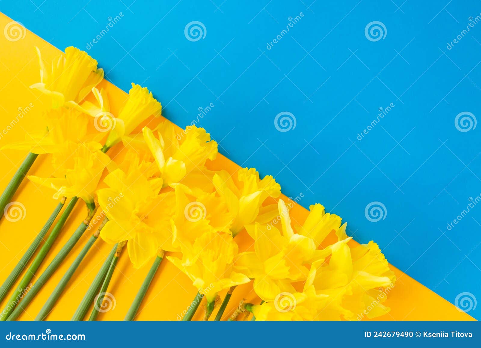 Liberté Fleurs De Narcisse Bleu Et Jaune Ci-dessous Sur Diagonale. Couleurs  De L'indépendance Ukraine. Arrêter La Guerre En Ukrain Photo stock - Image  du bouquet, priez: 242679490