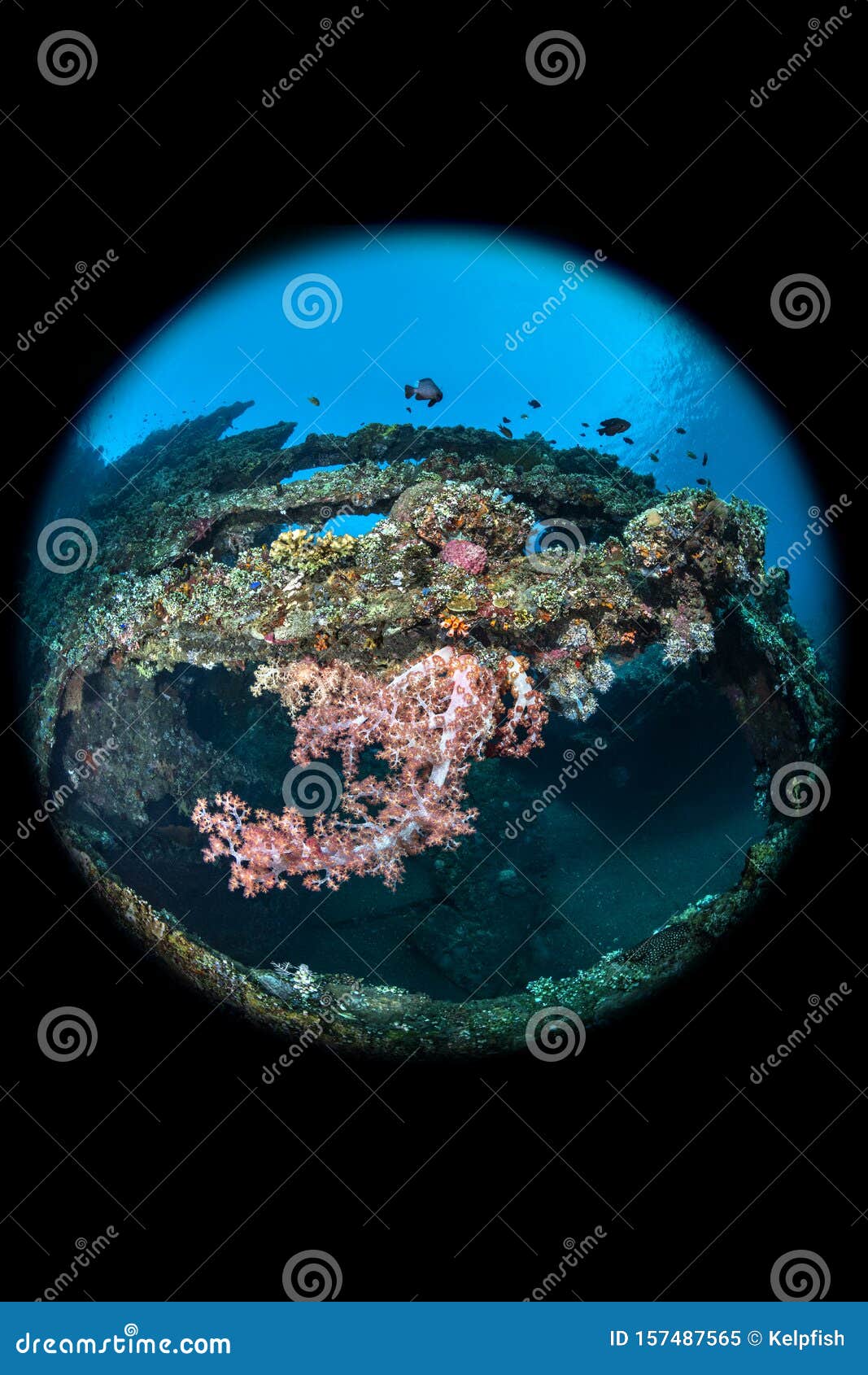 liberty shipwreck in tulamben, indonesia