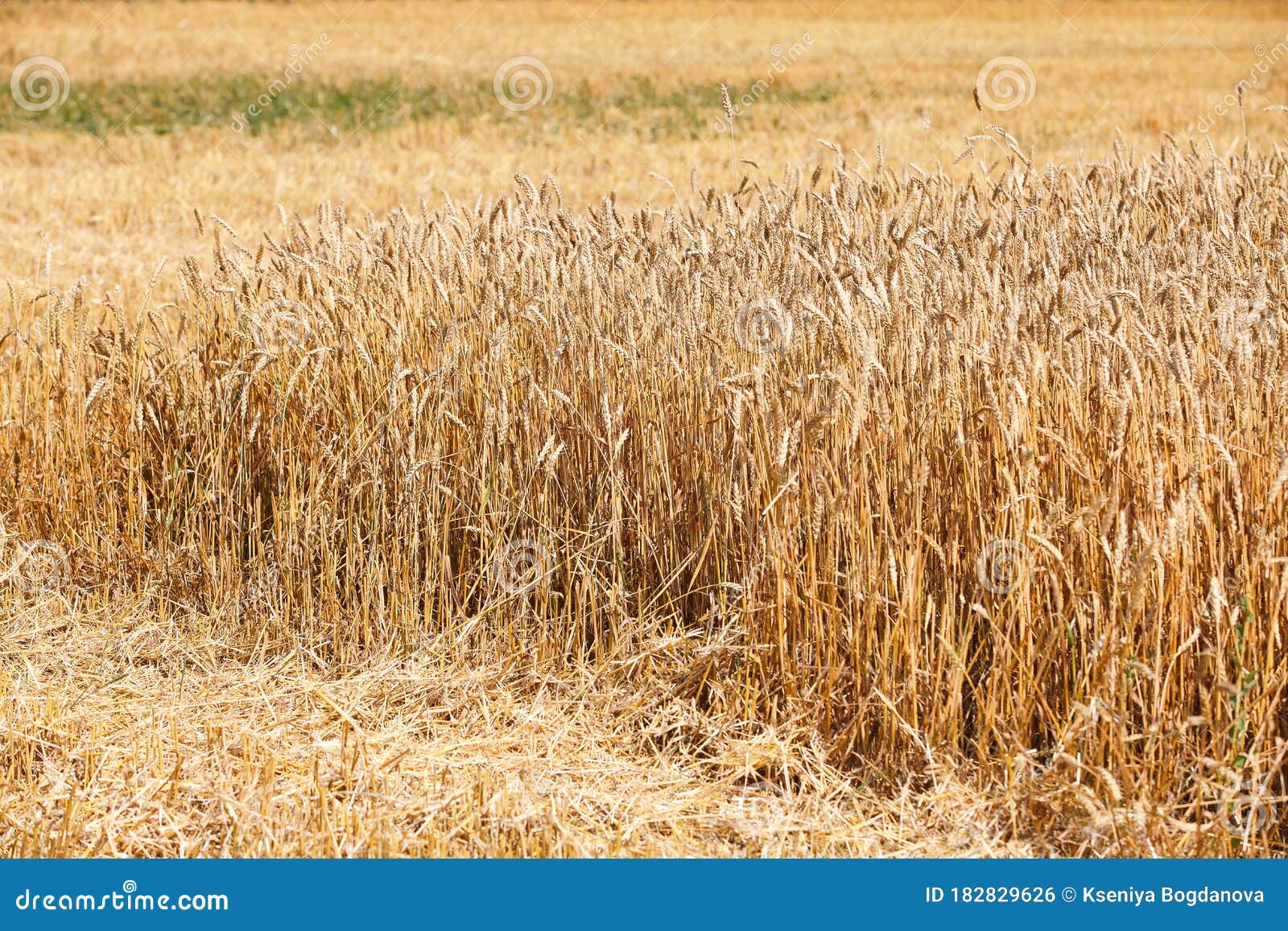 Field of ripe wheat stock photo. Image of koran, design 182829626