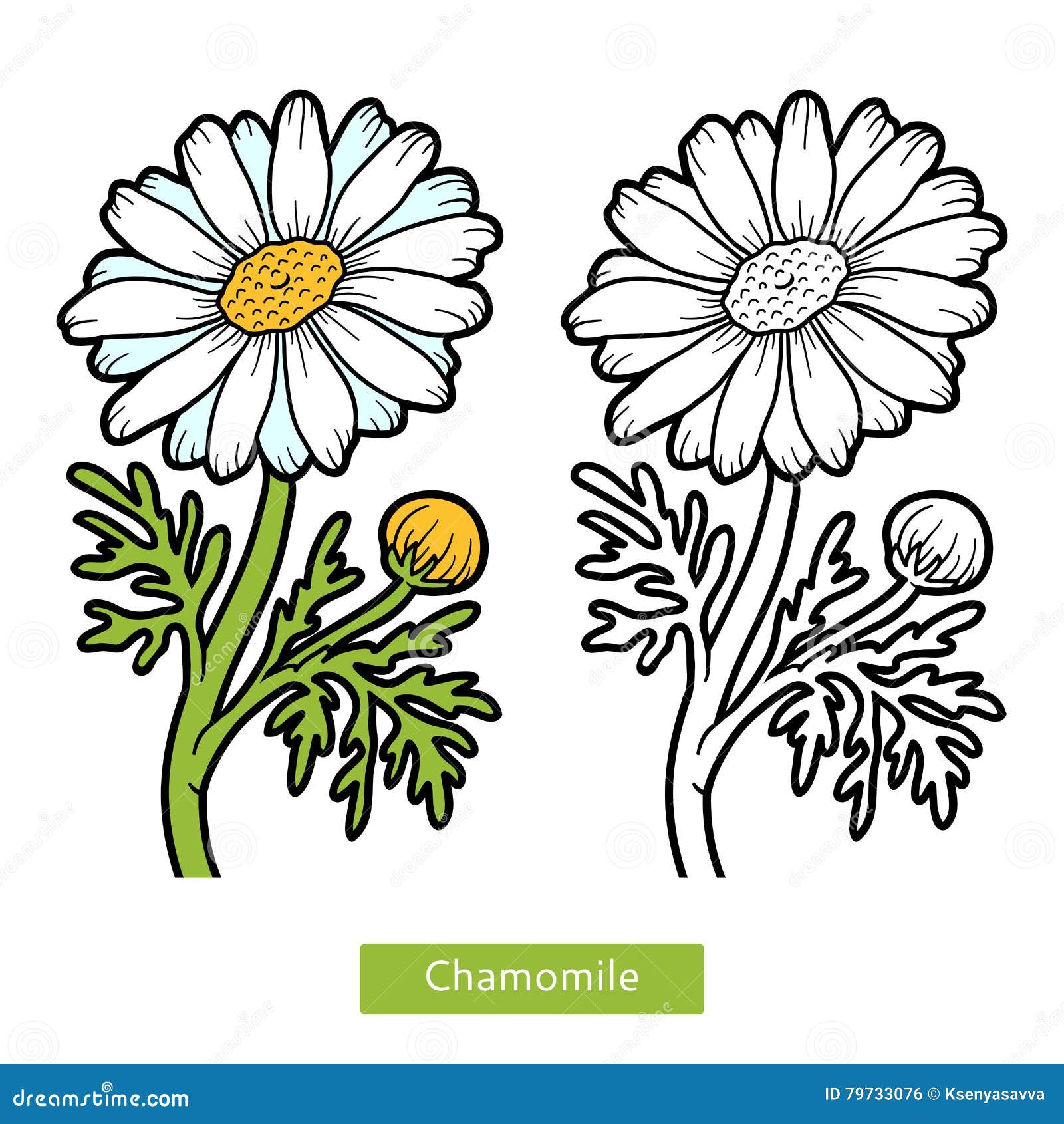 Libro da colorare camomilla del fiore Illustrazione coloring