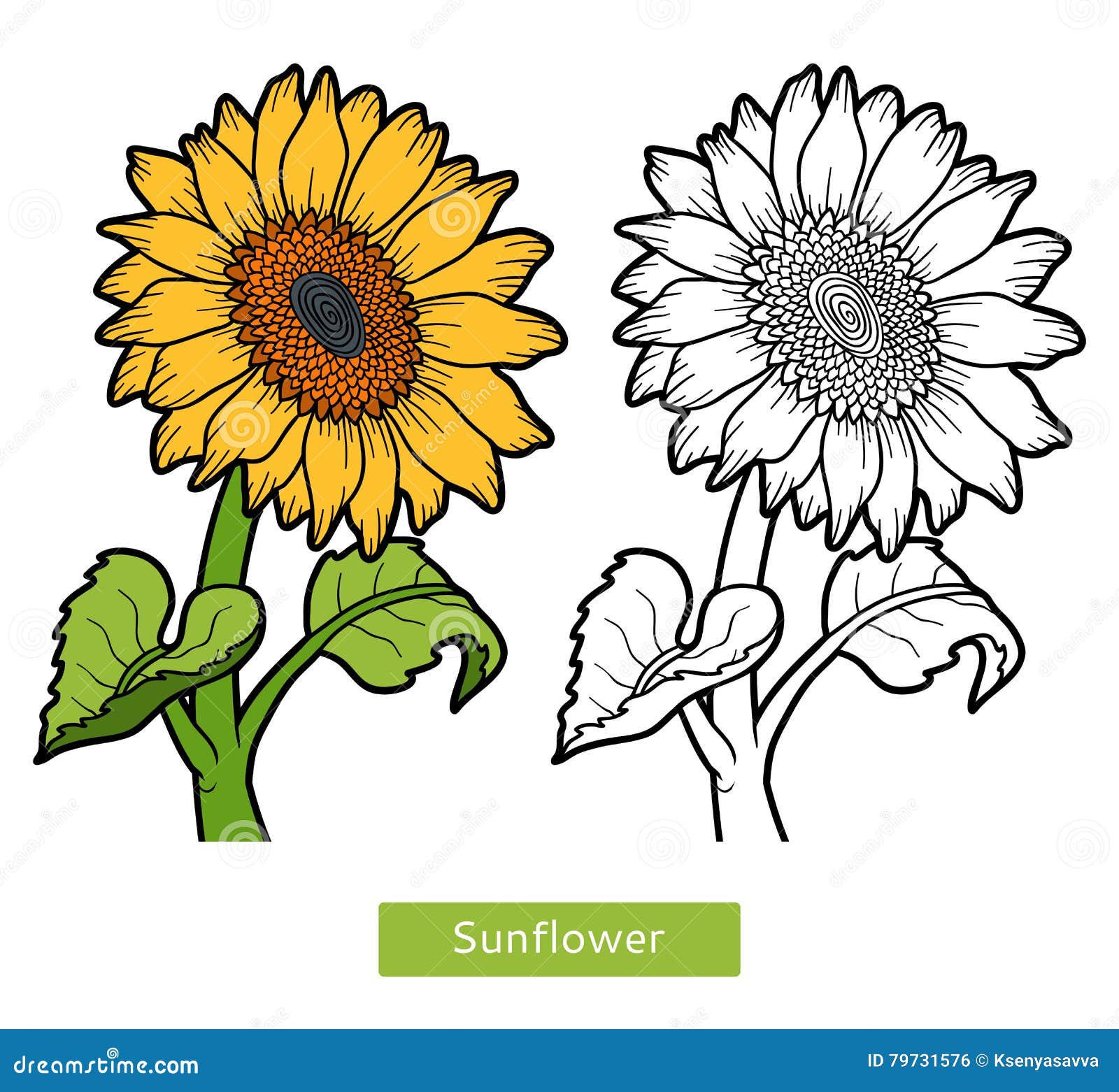 Libro De Colorear, Girasol De La Flor Ilustración del Vector - Ilustración  de flora, prado: 79731576