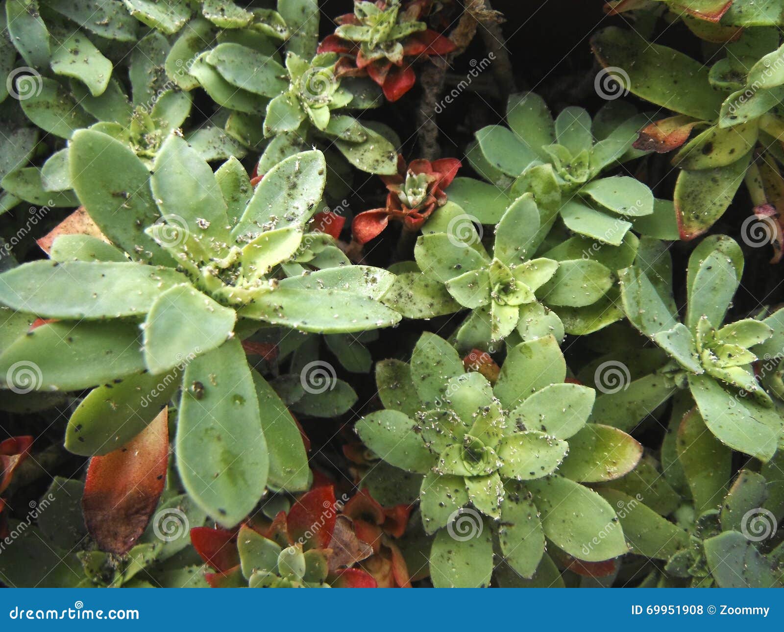 Lice on Sedum palmeri plant. Swarm of lice on the sedum salmeri, a succulent plant from Mexico mountain