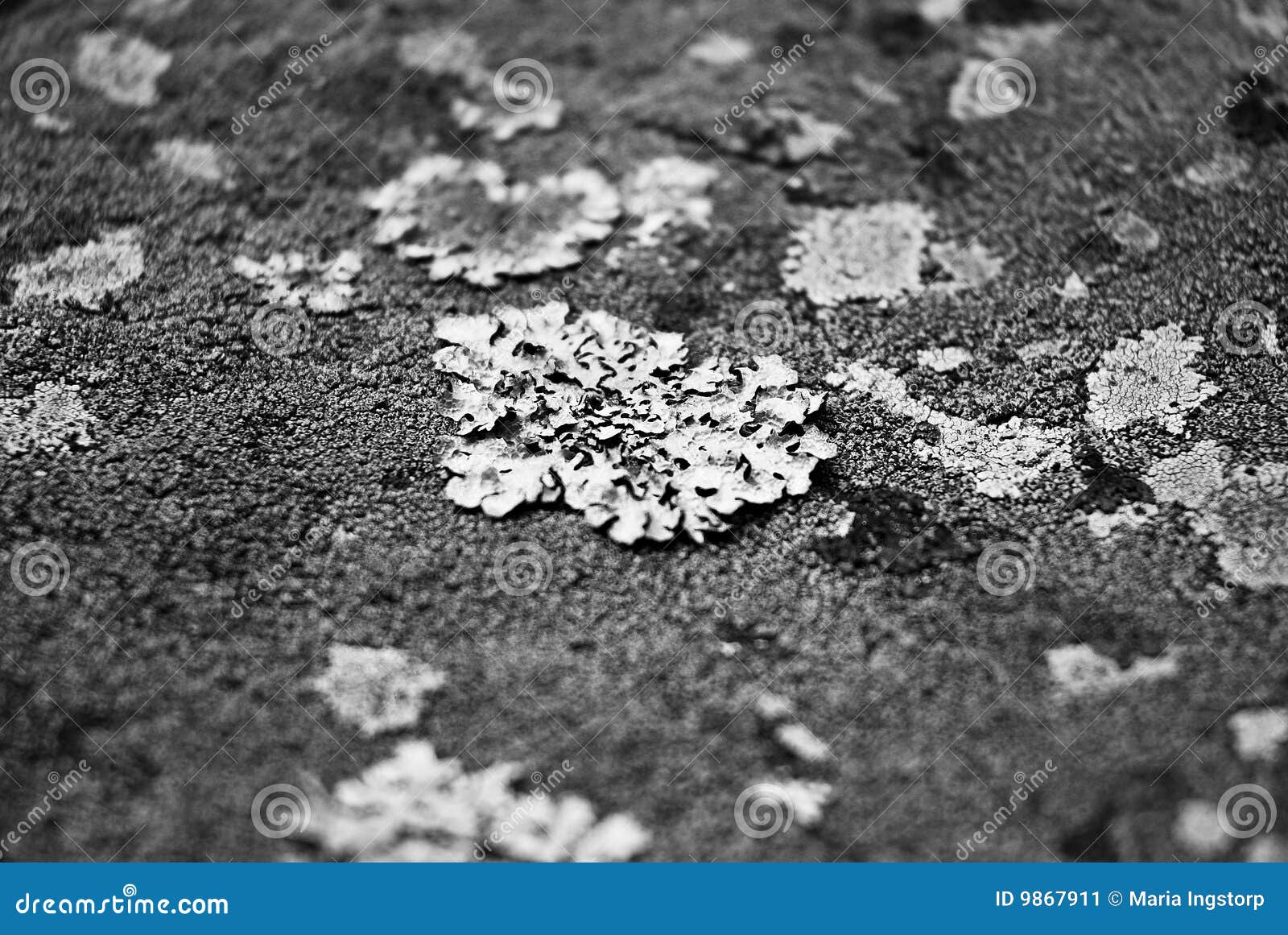 lichen