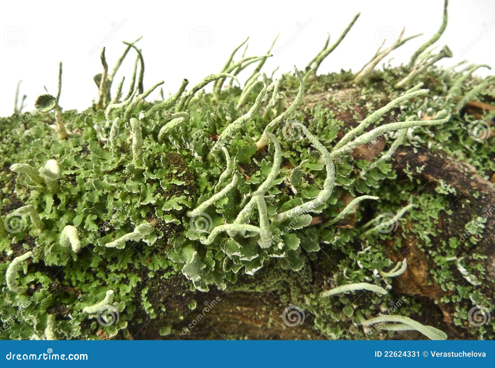 lichen cladonia