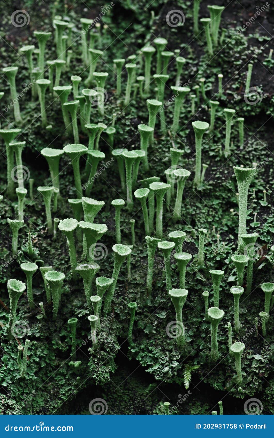 lichen cladonia fimbriata
