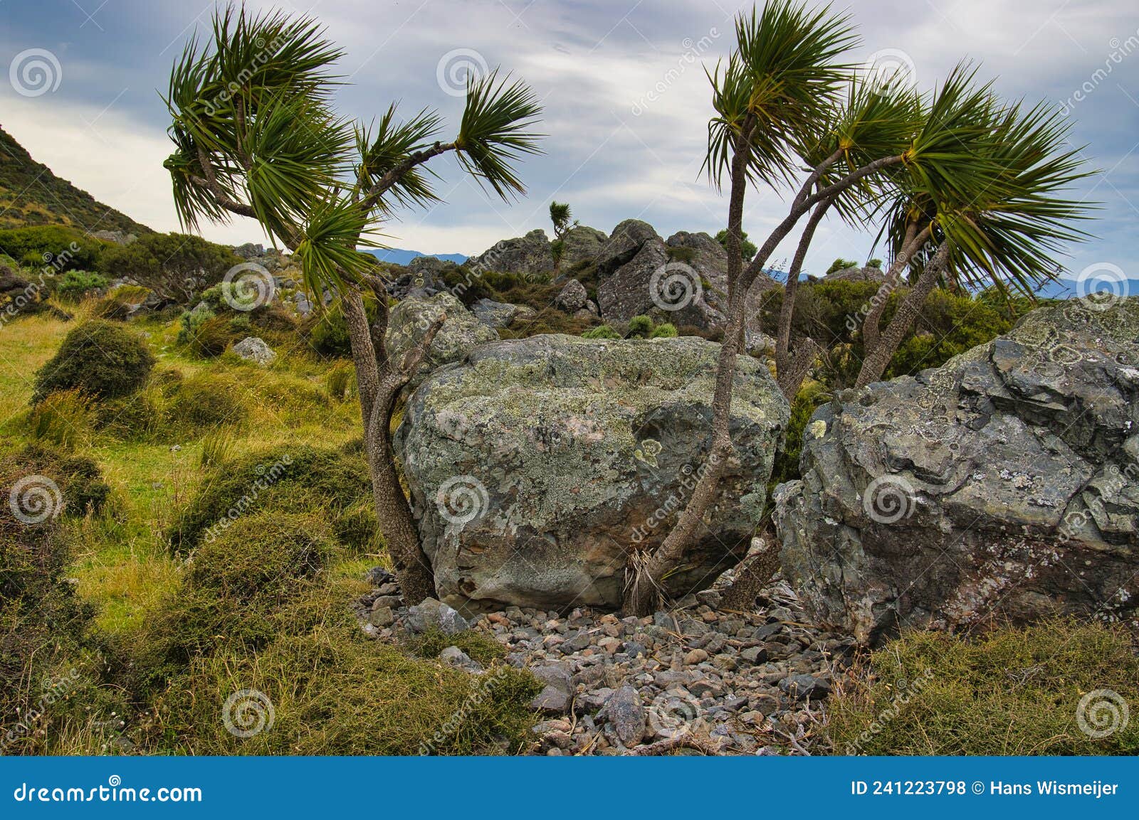 boulders, cabbage trees and coastal vegetation on a stormy day. baring head, wellington, new zealand