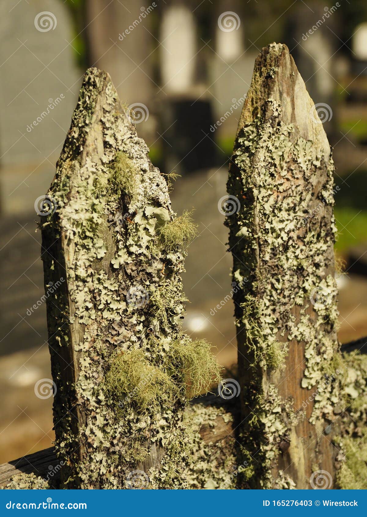 Lichen covered fence post stock image. Image of post 165276403