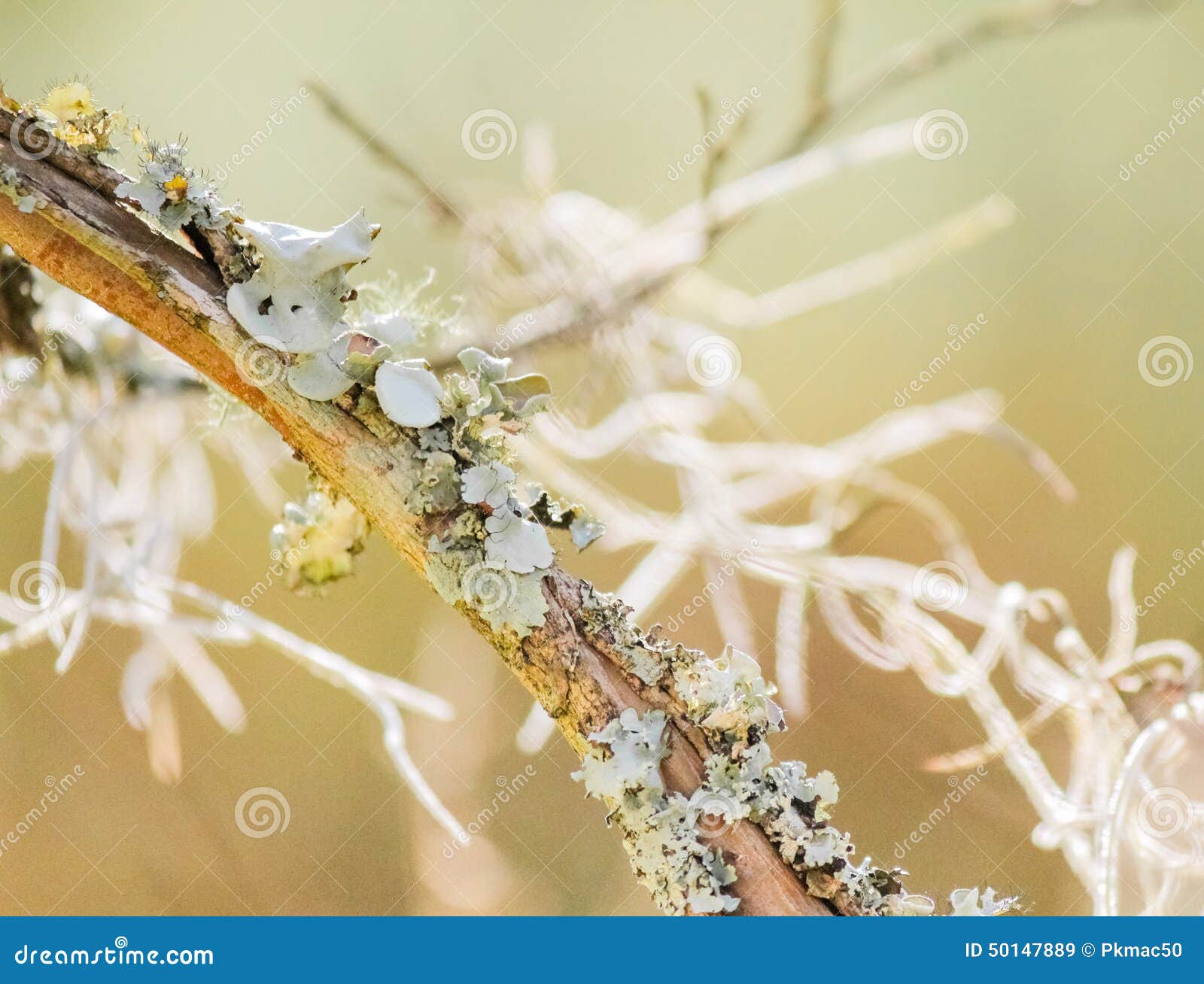 Lichen and Spanish moss stock image. Image of lichen 50147889