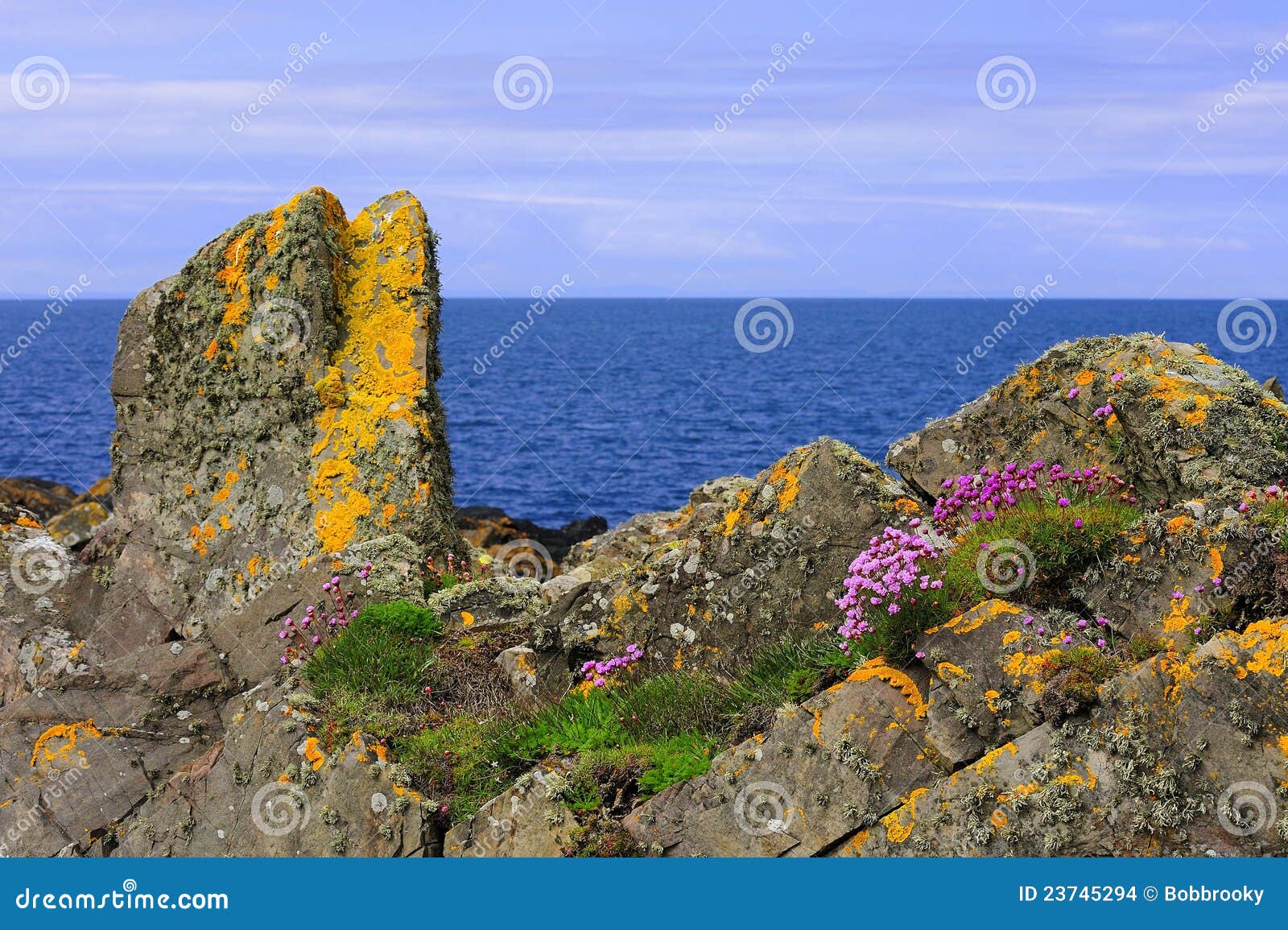 lichen and thrift growth, coastal rocks