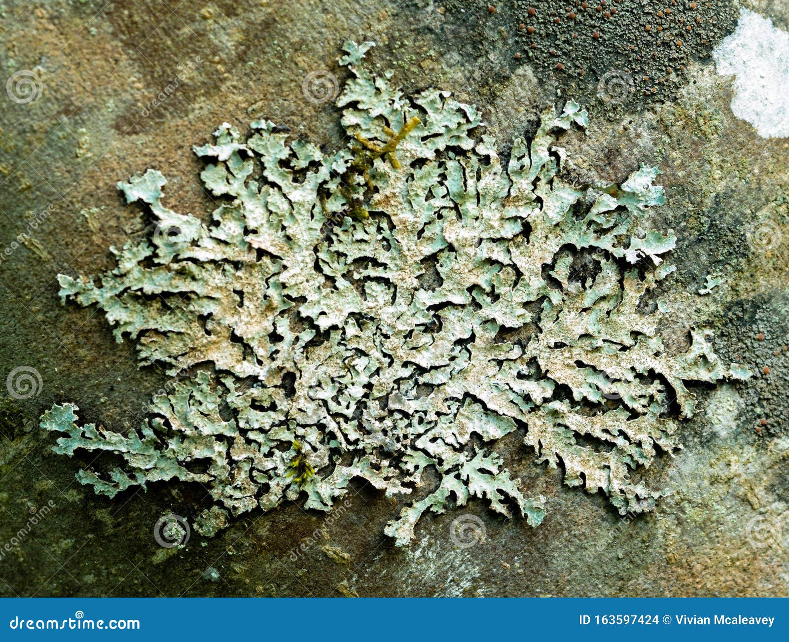 lichen on tree trunk