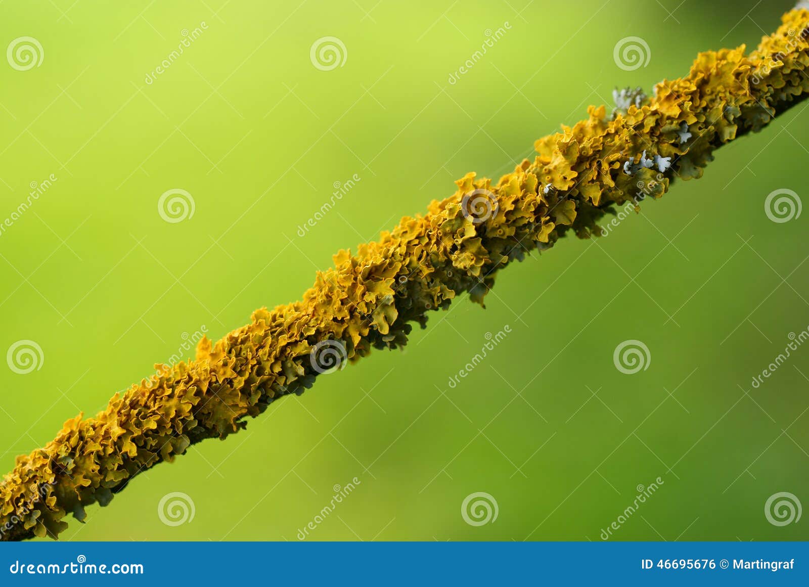 Lichene sulla macro del ramo. Macro colpo del lichene che cresce su un ramo - avvolgere l'intera lunghezza
