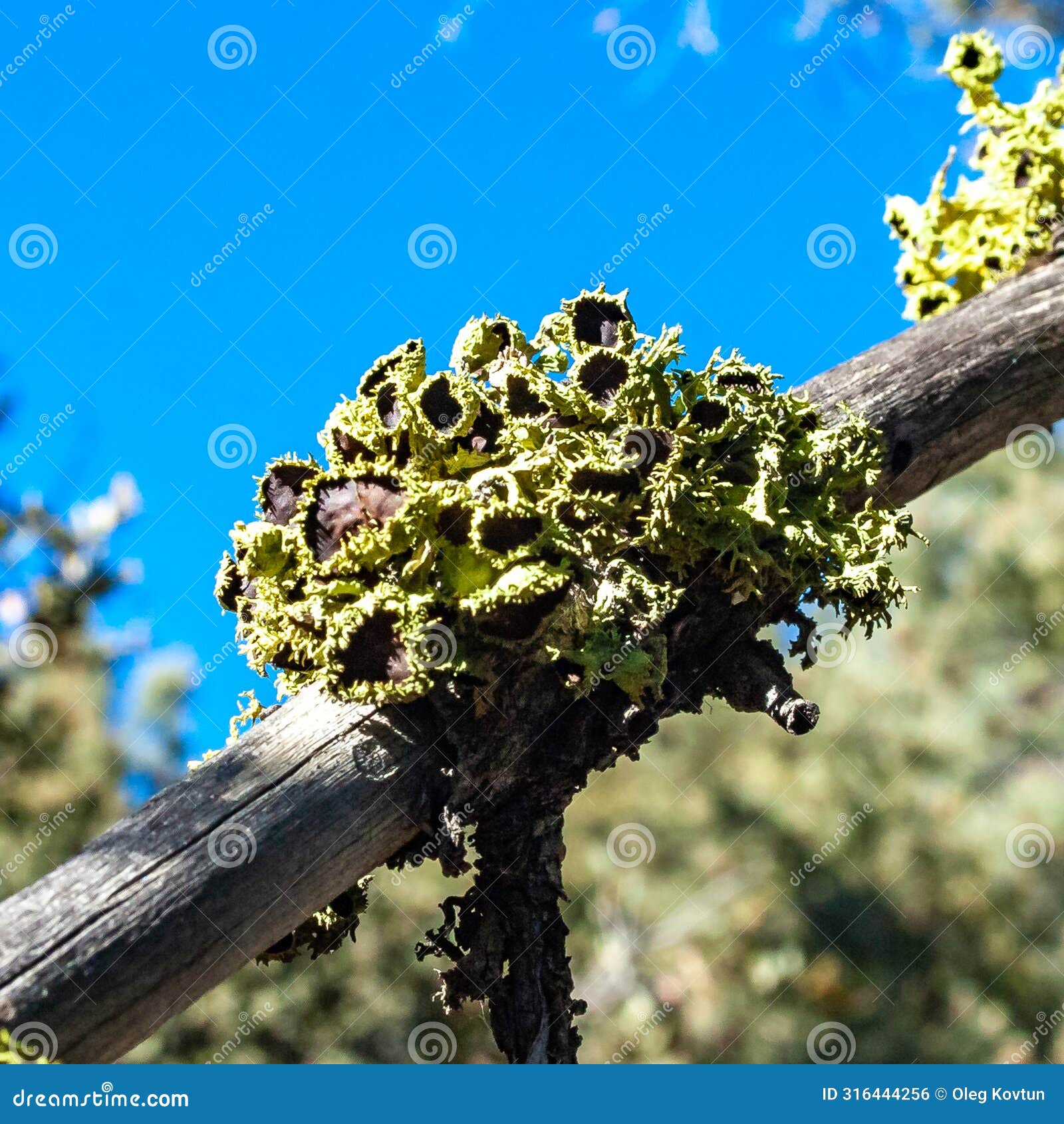 lichens on tree branches in sierra nevada, california, usa