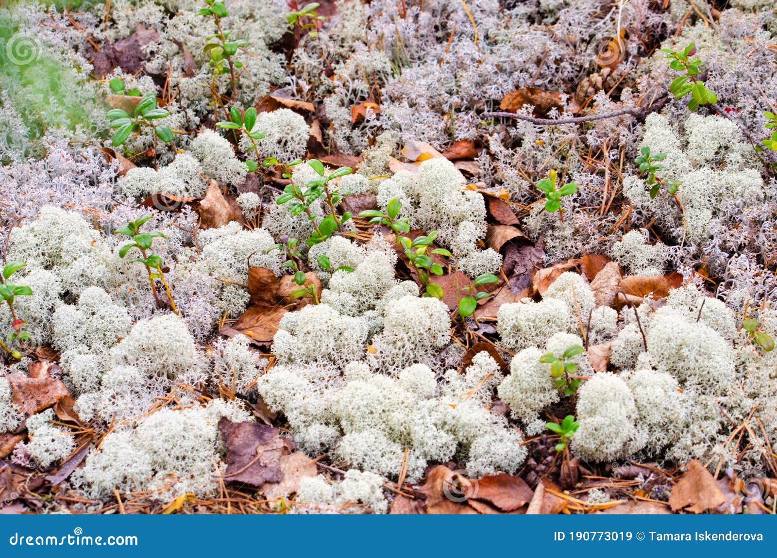 download reindeer moss for free download reindeer moss for free