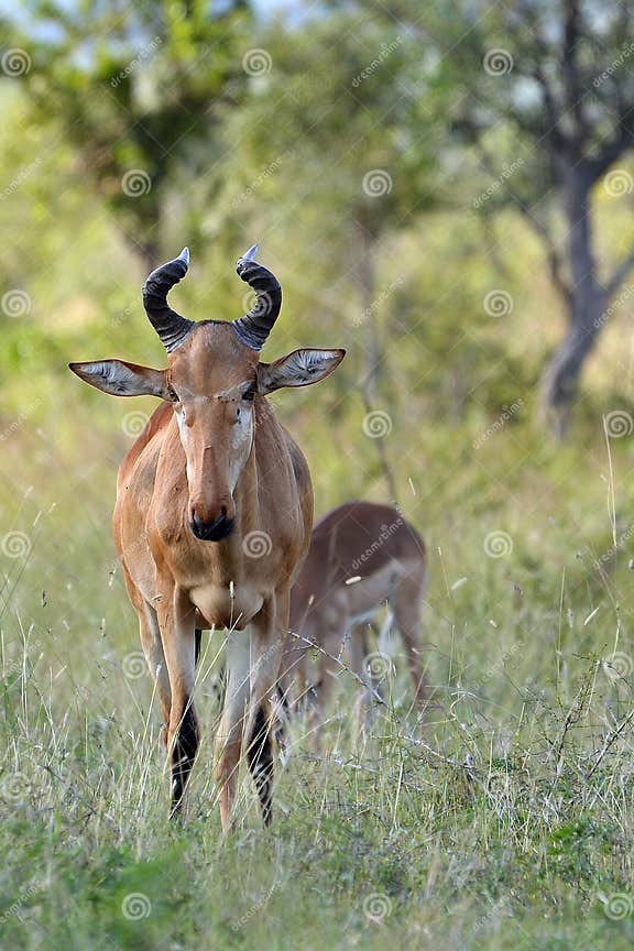 Lichtensteins Hartebeest (Alcelaphus Lichtensteinii) Stockbild Bild