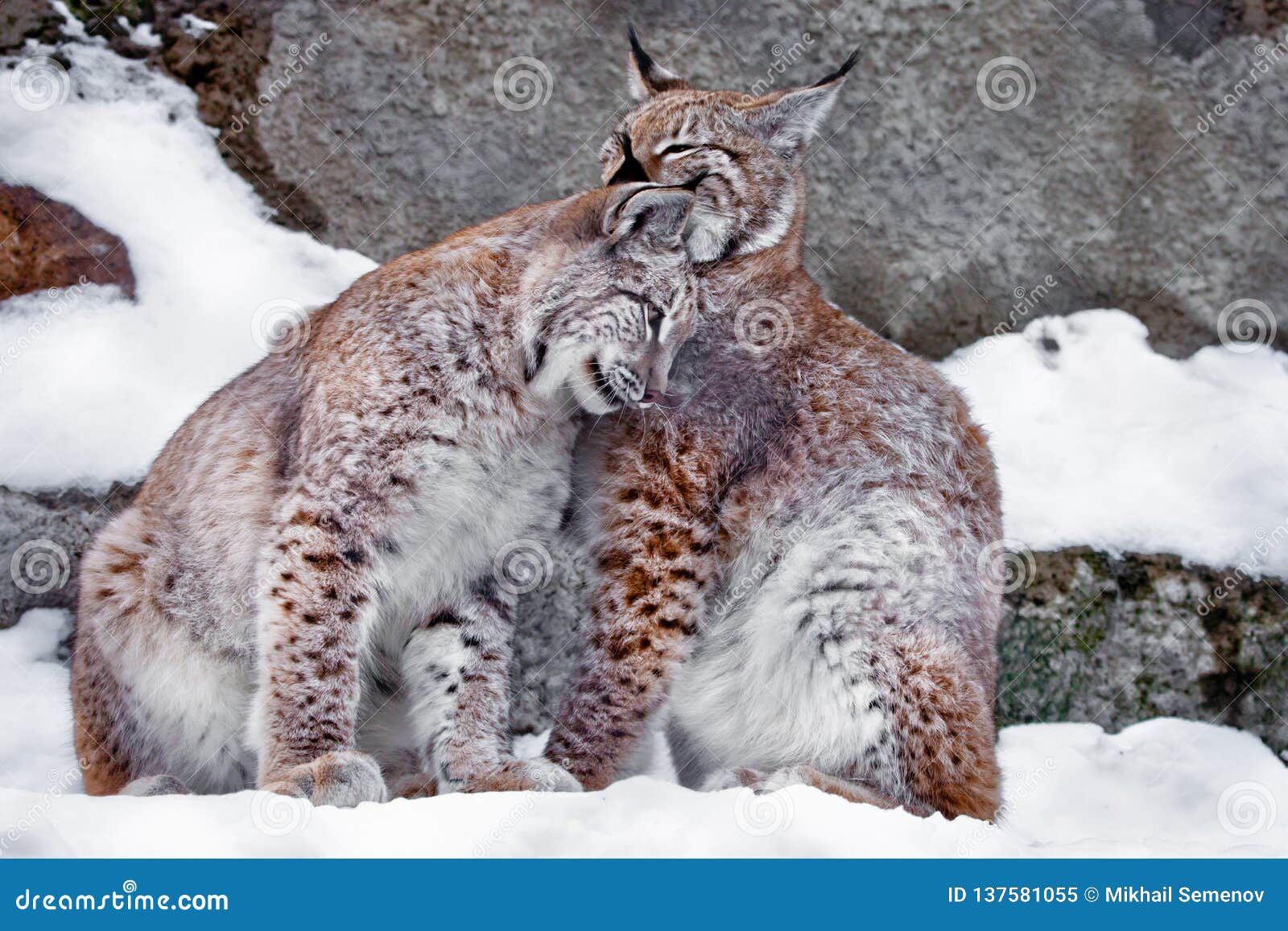 Lick Each Other. Two Lynxes in the Snow in Winter, Friendly Couple; Slender  and Beautiful Animals are Very Similar To Each Other Stock Image - Image of  lynx, three: 137581055