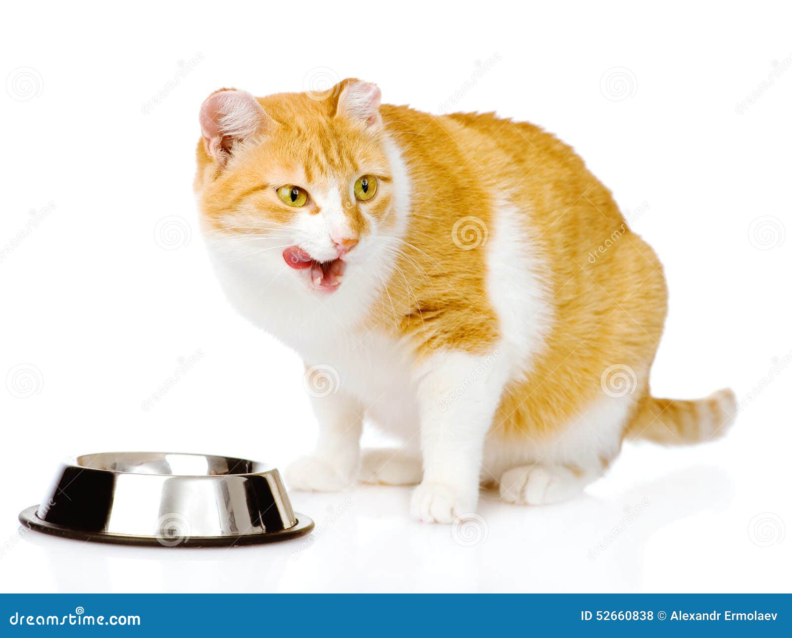 Licked Cat Near Cat Bowls. on White Background Stock Photo Image of
