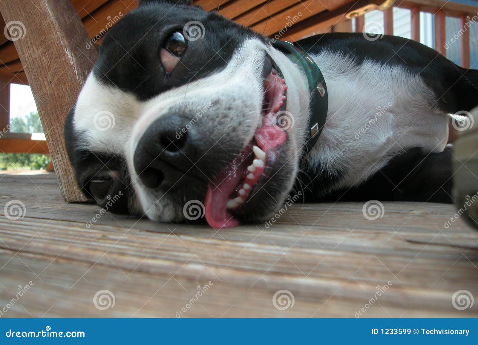 Lickin the Ground stock image. Image of puppy, fawn, bored 1233599