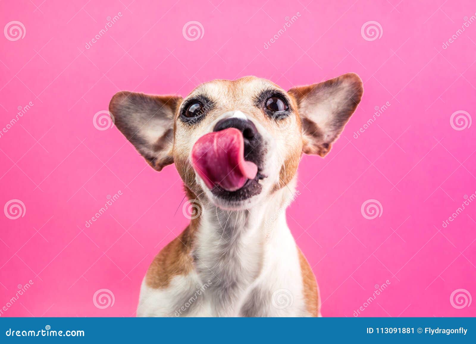 licking cute dog on pink background. hungry face. want delicious pet food. tasty lanch time