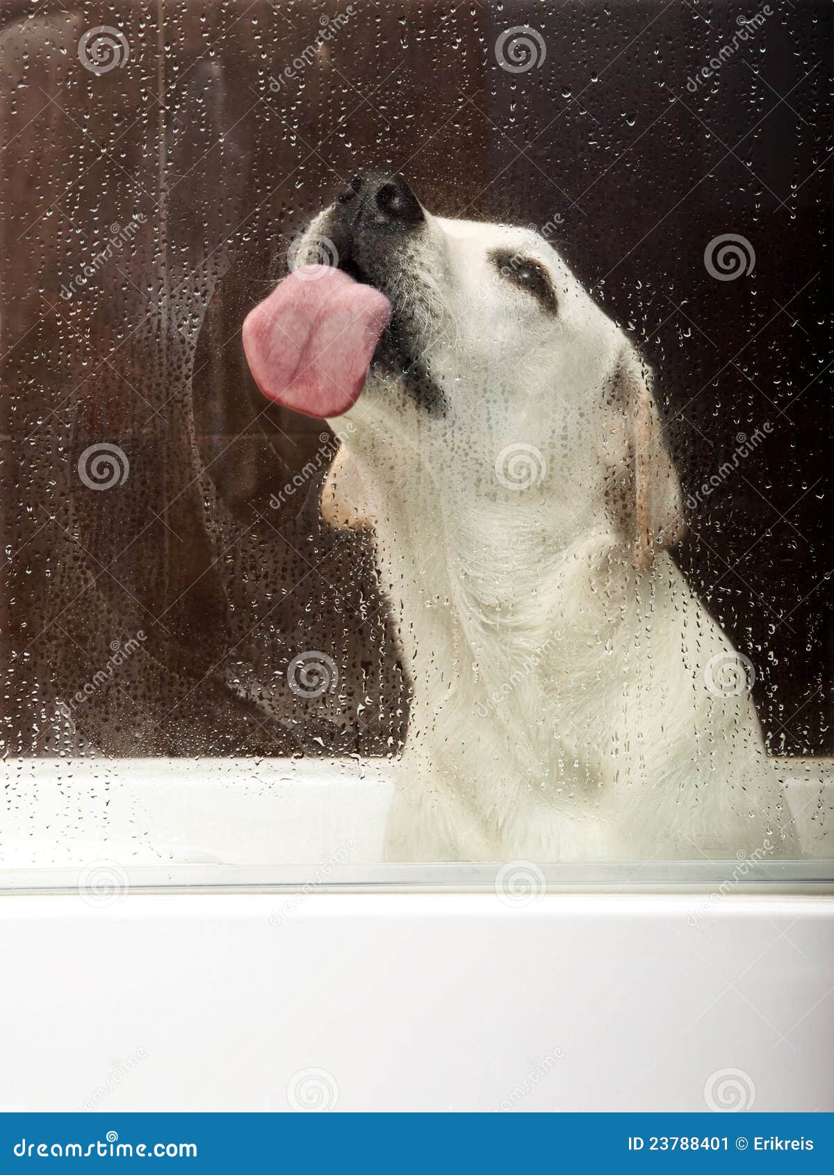 Licking the glass stock image. Image of beautiful, puppy 23788401