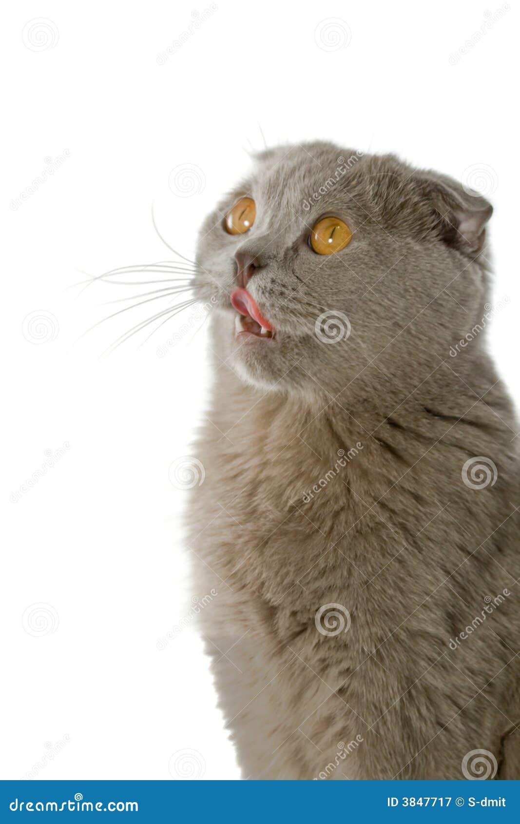 Licking lips cat stock image. Image of isolate, kitten 3847717