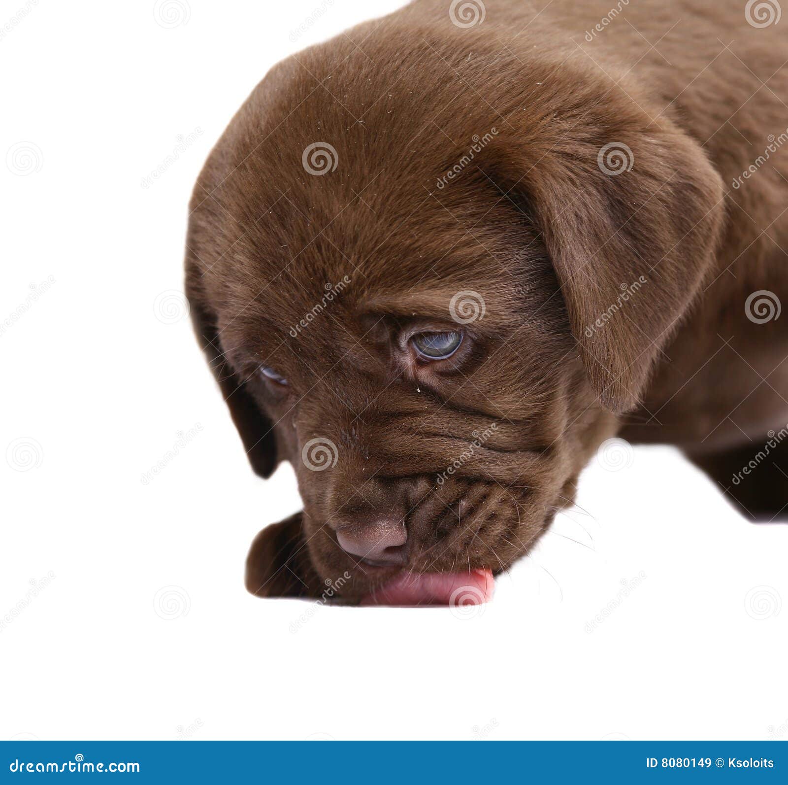 A Licking Lips Puppy. Picture Image 8080149