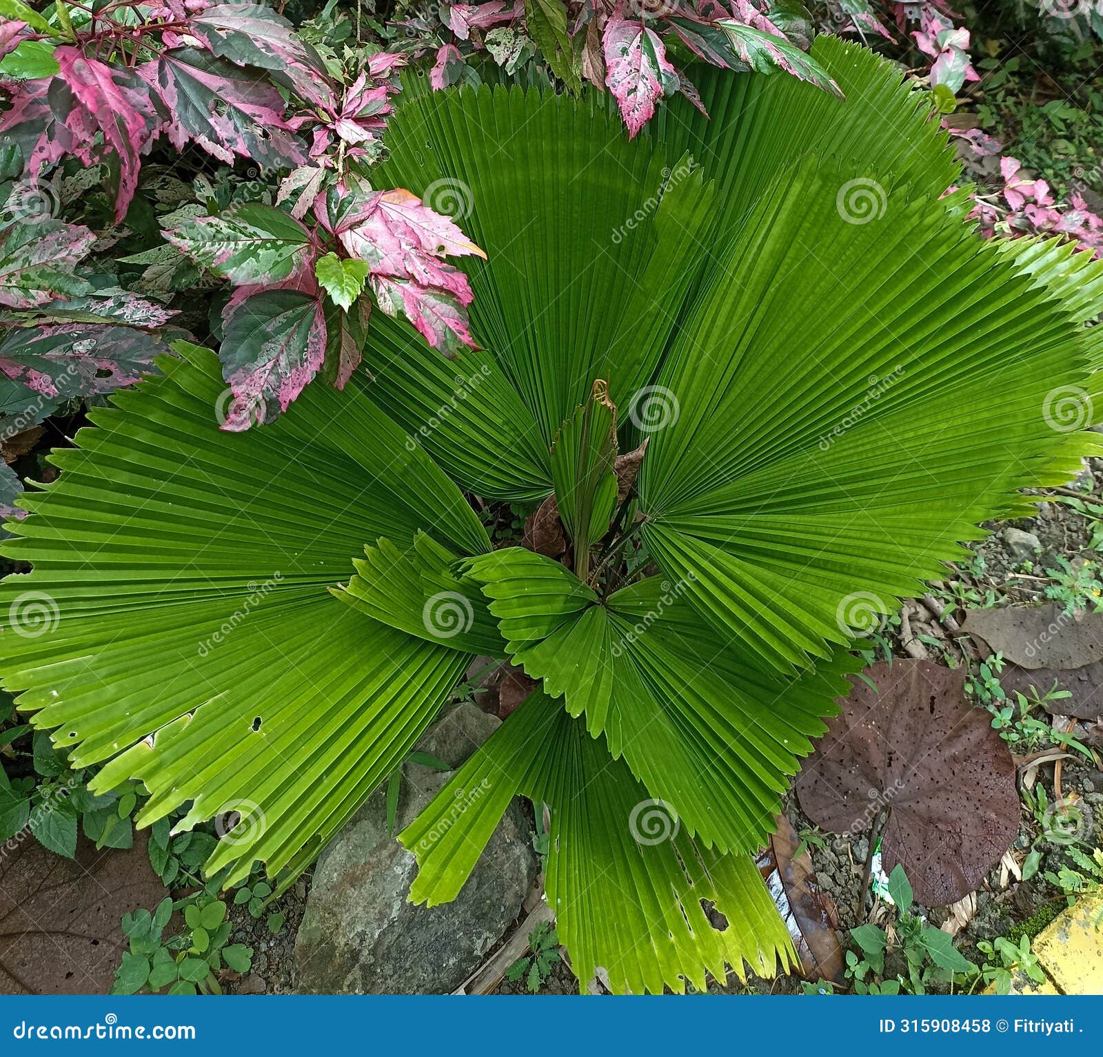 licuala orbicularis plant image