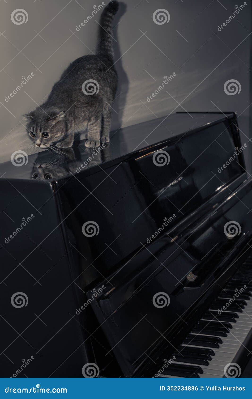 the lid is open, revealing black and white keys beneath. the cat& x27;s soft fur contrasts with the piano& x27;s glossy
