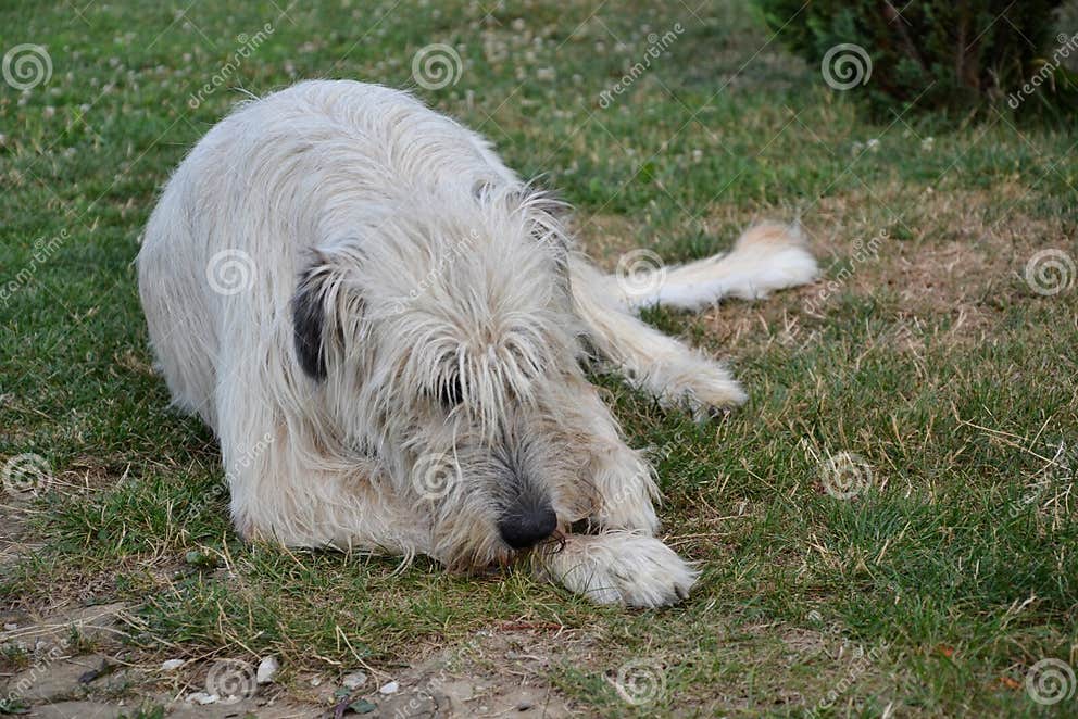 Liegender Hund Des Irischen Wolfshunds Isst Knochen Auf Dem Gras Der