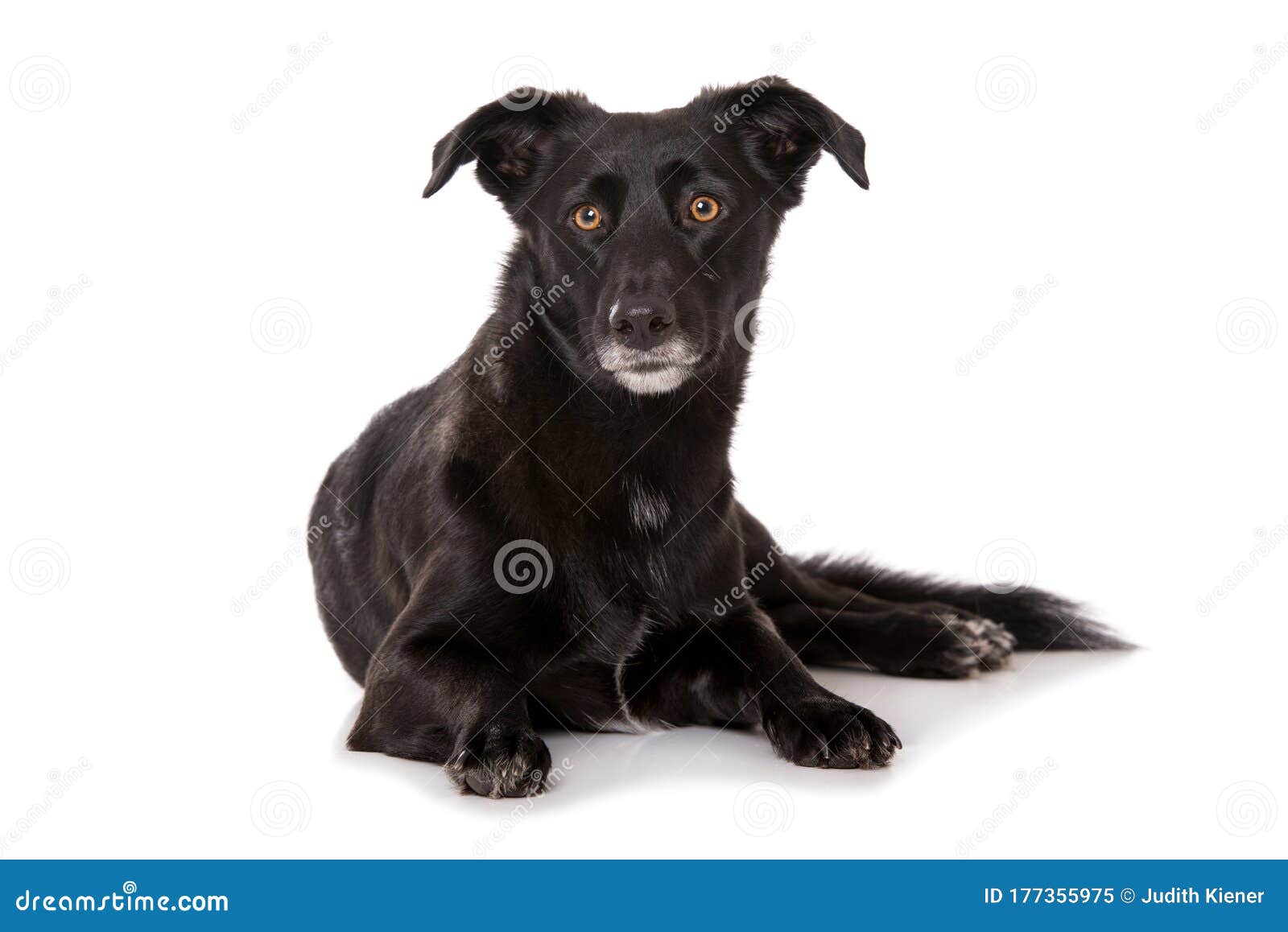Black Dog on White Background Stock Image Image of space, isolated