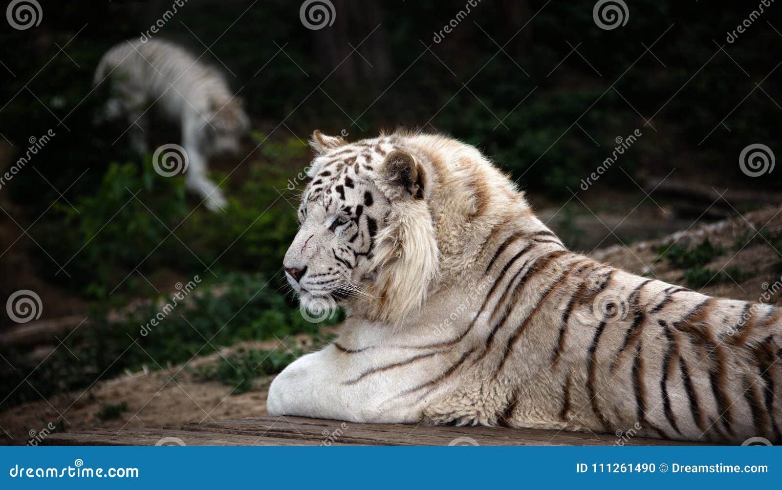 Liegender Weißer Tiger In Dalian Forest Zoo Stockfoto