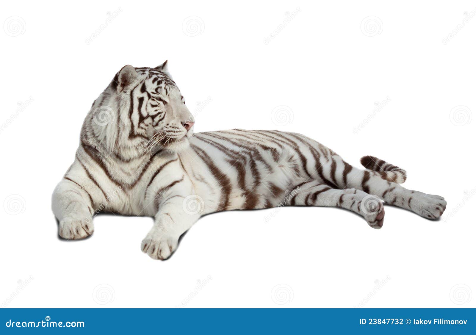 Liegender Weißer Tiger. Getrennt über Weiß Stockfoto
