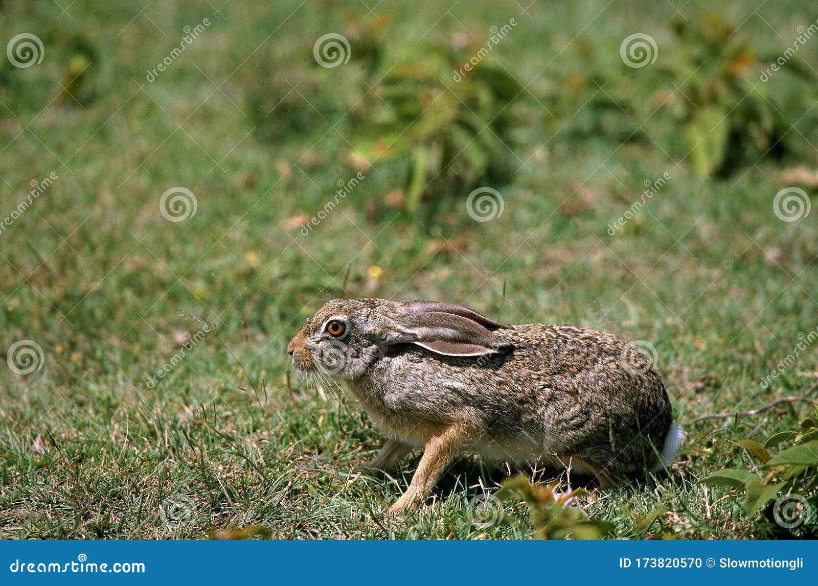 lievre du cap lepus capensis