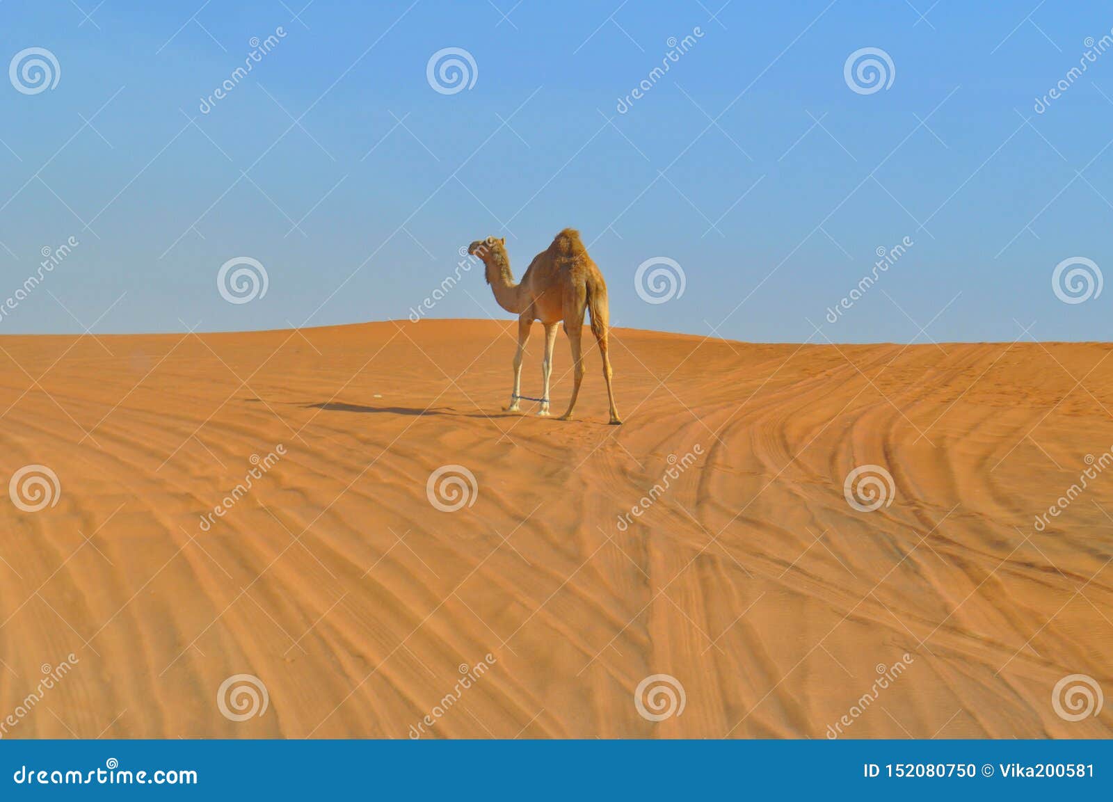 one single-humped camel in the boundless desert